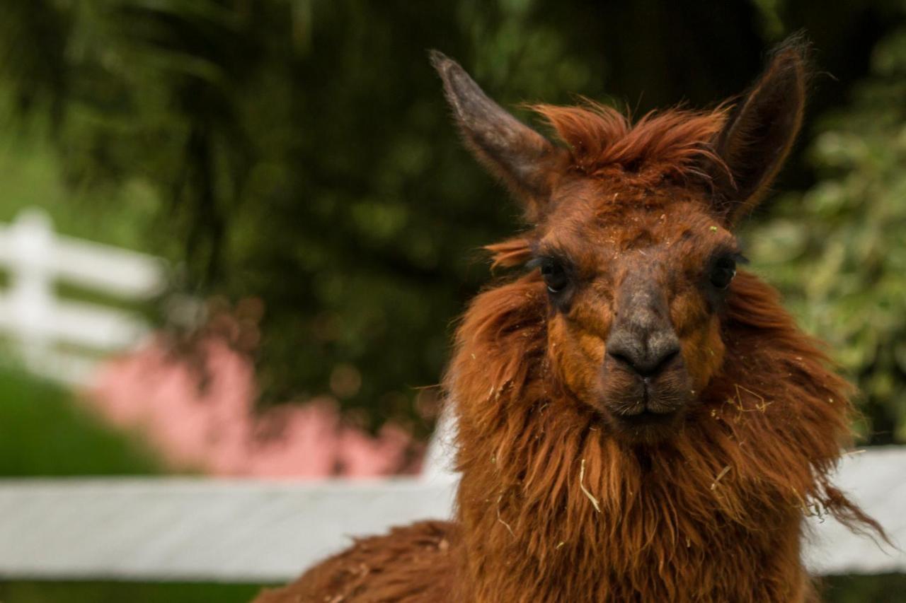 Hacienda Charrascal Coffe Farm Lägenhet Manizales Exteriör bild
