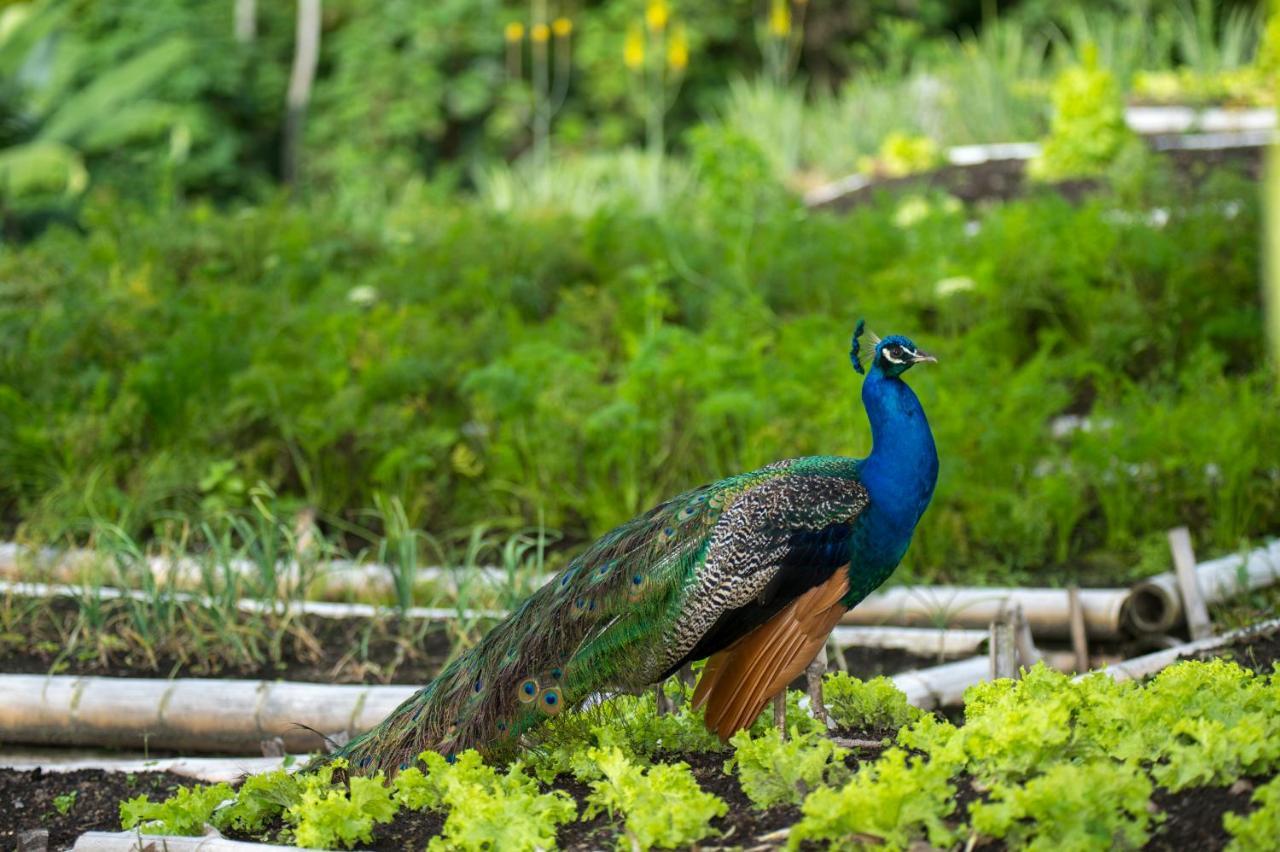 Hacienda Charrascal Coffe Farm Lägenhet Manizales Exteriör bild